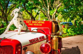 Why Do Firefighters Have Dalmatian Dogs?