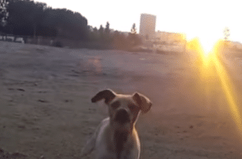 It Only Took Fifteen Minutes ForThis Terrified Dog To Realize He Was Finally In A Safe Place