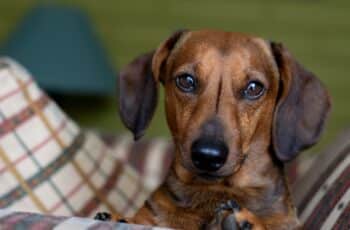 A Pregnant And Paralyzed Dachshund Is Rescued And Loved After Being Abandoned By Her Owners.